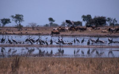 Birdwatching Hot Spots